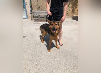 Schäferhund Mix Scooby