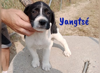 Yangtsé geb. 03/2025 (ESP) - freundlicher Labrador-Mix Welpe!