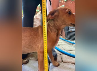 Milla, geboren 25.03.2025, 29cm sucht ihre Menschen