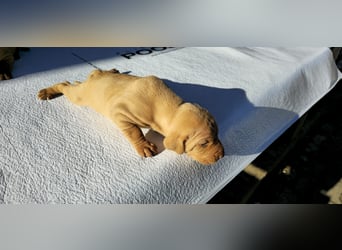 Magyar Vizsla Welpe