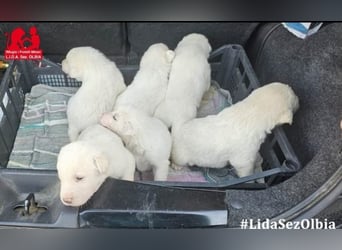 Winnie und seine Brüder: 6 verspielte Labbis