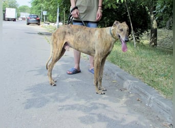Joshua - sanfter Goldjunge, Windhundefans gesucht!