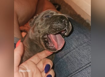 Cane Corso Italiano Welpen