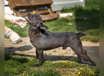Sucki der kleine Schmuser