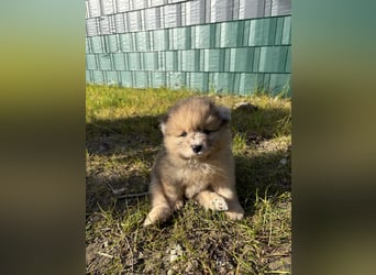 Pomeranian / Zwergspitz Rüde Pluto