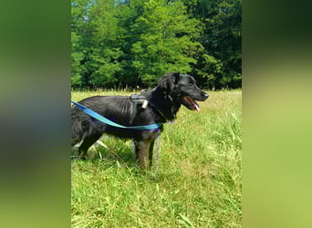 junger Jamie sucht ein Zuhause oder Pflegestelle, Retriever Mischling, Junghund
