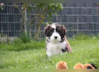 Bearded Collie Welpen, wir sind bereit für die Welt!
