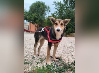 liebe Emma ist auf der Suche nach ihrem Zuhause