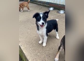 Neugieriger EDISON ist verspielt und liebt kuscheln