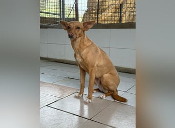 Canela eine schüchterne Podenca