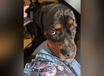 Rottirüde (20 Monate) sucht neues Zuhause