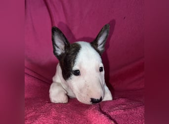 Miniatur Bullterrier Idefix