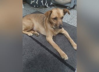 GOLDY sucht ihr Traumzuhause