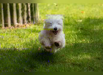 Bess, fröhlicher Westhighland White Terrier Welpe, geb. 2025