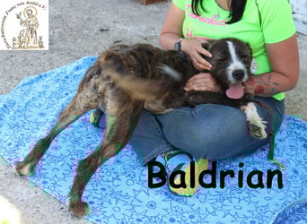 Baldrian - ein Schmuser im extravaganten Outfit