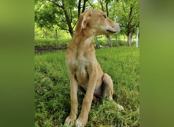 Linja eine elegante kleine Dame