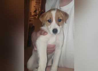 2 Rüden Parson russell Terrier Welpen ( ein Rüde ist reserviert!!!)