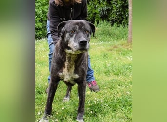 Biggie - Schoßhund im XXXL-Format?