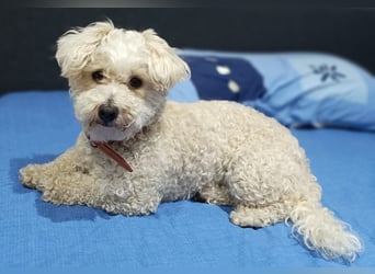 Reserviert! Bichon-Mix MAYA