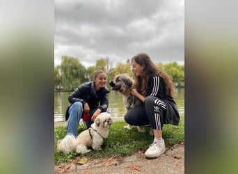 Tolle Bonnie möchte eine liebe Familie