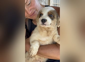 Tatsu sucht Kuschelplatz