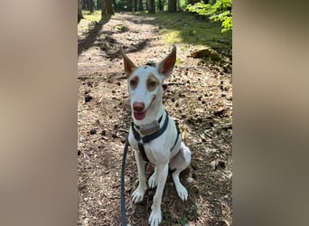 Barbi, sucht dringend einen neuen Platz