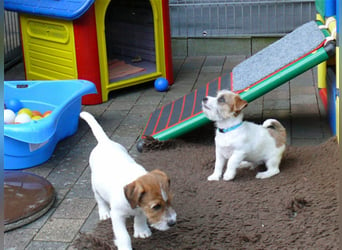 2 rassetypische Jack russell Terrier Rüdenwelpen 3 Monate alt