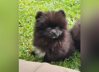 Unser sehr kleines Pomeranian Zwergspitz Mädel "Yulie" sucht Kuschelpartner