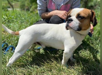 Ruben, Puggle Mischling