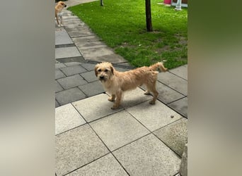 ♥BUCKY♥ auf Pflegestelle bei Köln - verschmuster, cleverer kleiner Strahlemann 38 cm