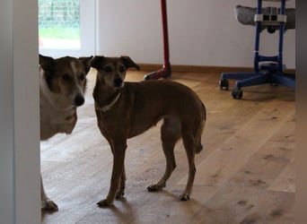 Mathilda ❤️ wartet in 90427 Nürnberg