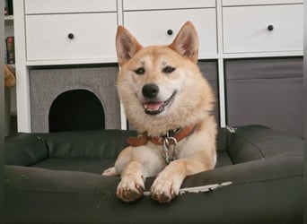 Takara