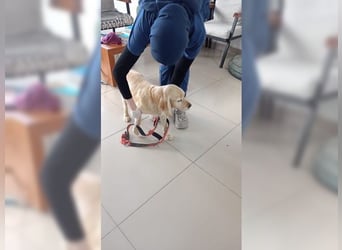 Cockerspaniel Hündin Mella ist der perfekte Familienhund