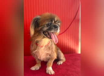 Fritzi, Pekinese, Rüde, geb. am 10.05.2014, 26 cm,   -Notfall-