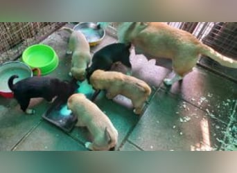 Welpe Teddy: Neu im Tierheim