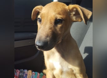 Axel