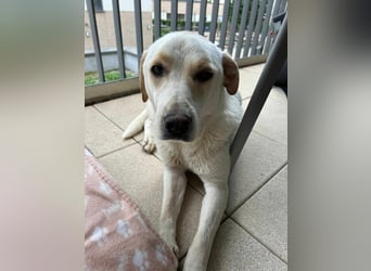 Bella Mischlingshündin ca. 3 Jahre alt in 72072 Tübingen