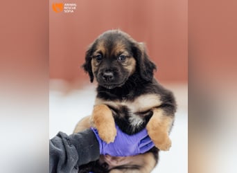 Kleine Shushulka sucht ihr großes Glück