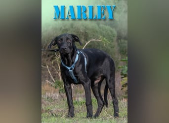 Marley – einer von sechs temperamtenvollen Gesellen