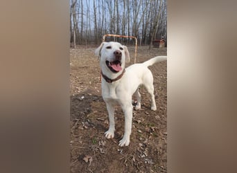 Lucy-DG, taube,kleine Fee sucht Körbchen !