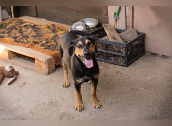 Jack: Ein Hund zum Pferdestehlen!