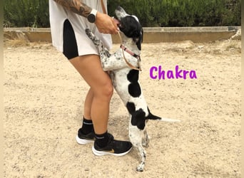 Chakra geb. 01/2025 (ESP) - sympathische und fröhliche Pointer-Bodeguero-Mix Welpin!