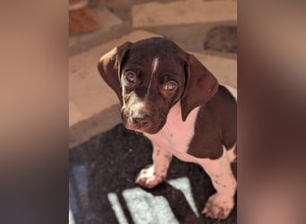 Süße Cookie sucht eine Familie