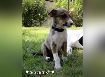 Biscuit, Casper, Pearl, Lily und Dove  suchen ihre Familie ab Oktober