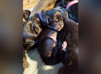 Welpen ideale Familienhunde