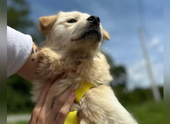 Cindy ❤️ verschmuste Hündin sucht Liebe