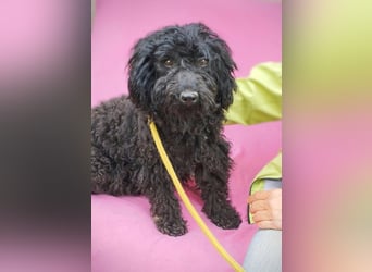 Xena, Puli-Mix, Hündin, geb. ca. 2023, ca. 45 cm