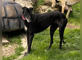 sanfte Galga Chabeli (Tierschutz)