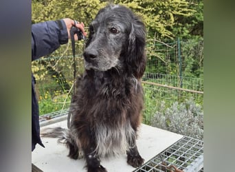 Blue - ruhiger, freundlicher Traumsetter