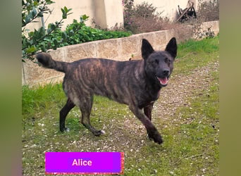 liebe Alice sucht sein kuscheliges Zuhause